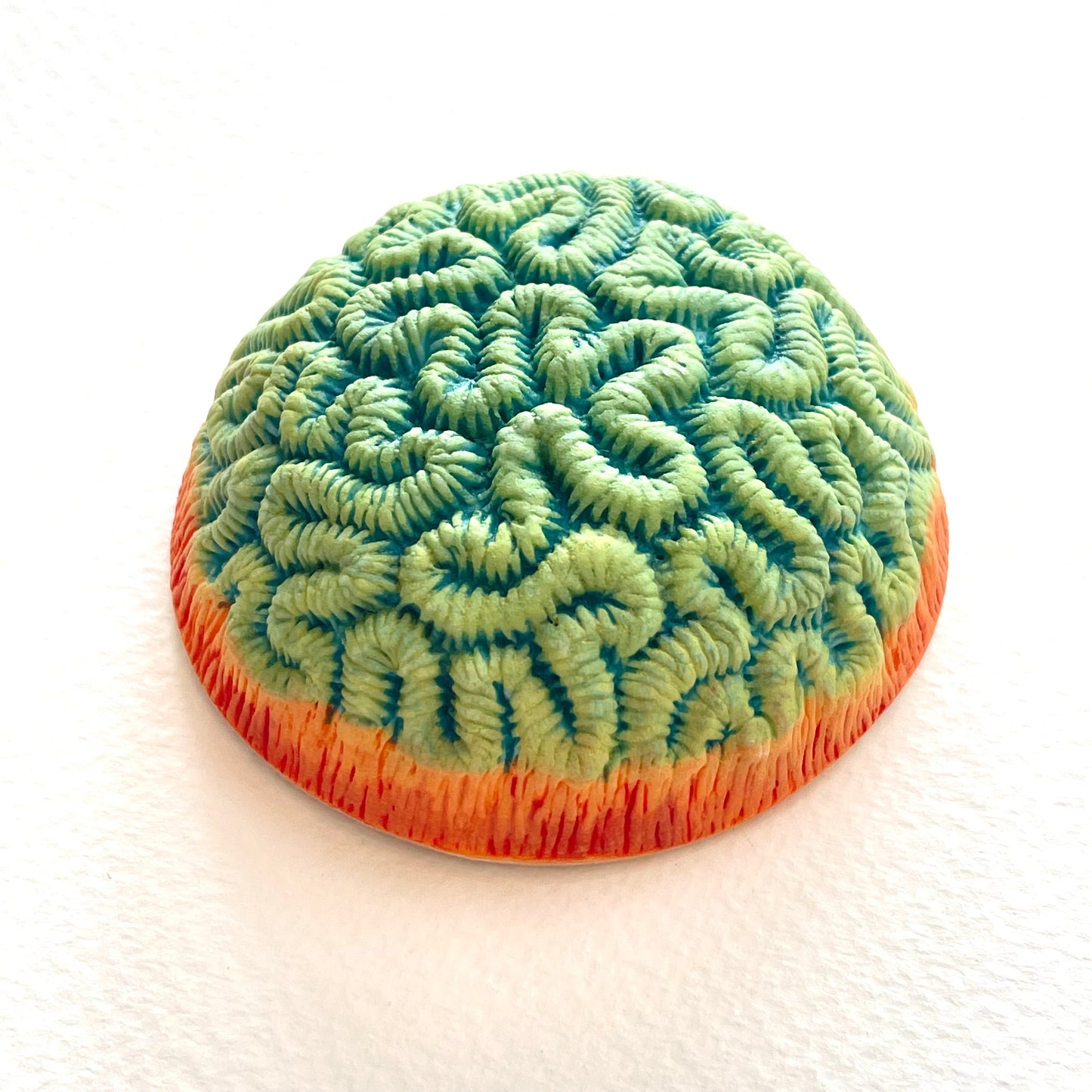Porcelain Brain Coral