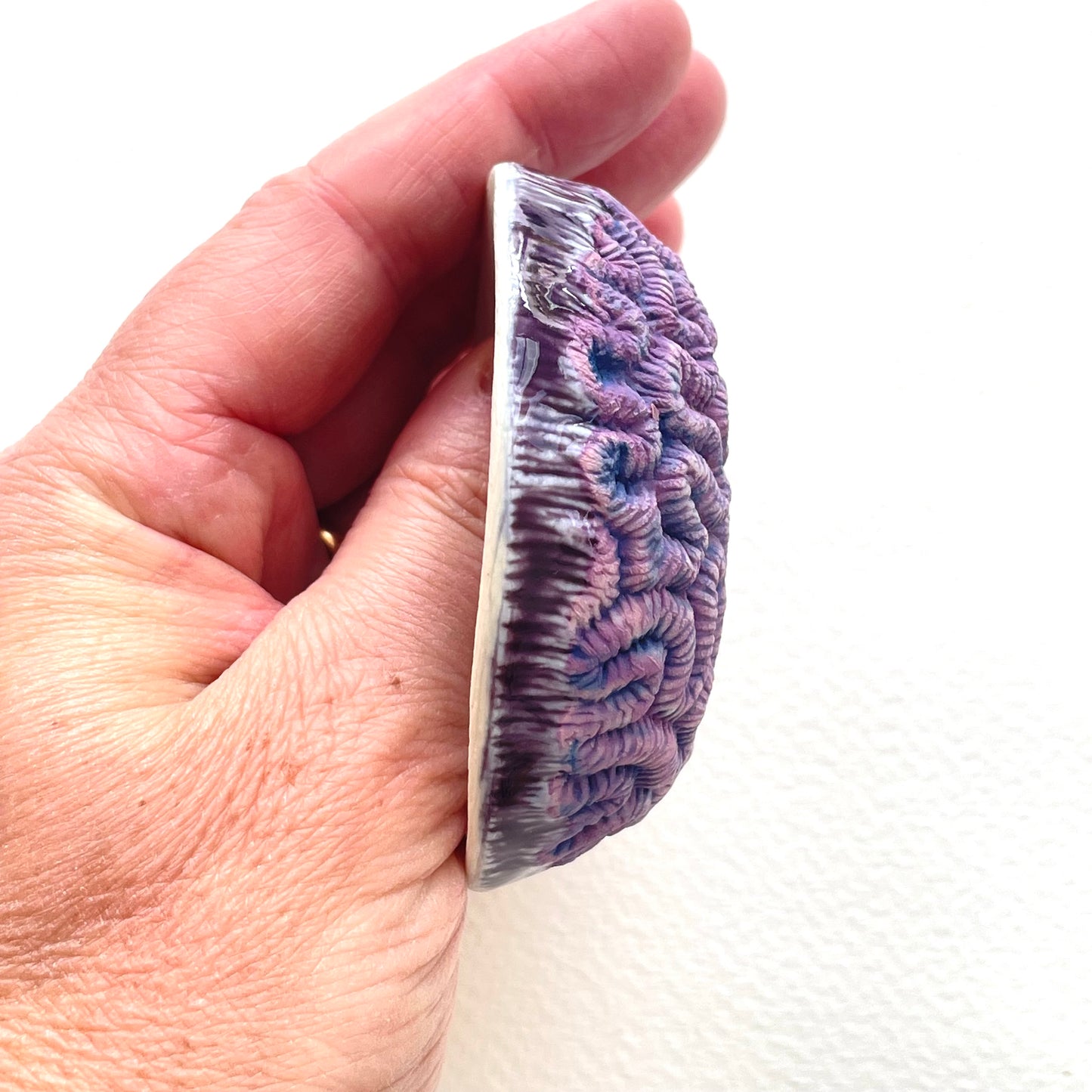 Porcelain Brain Coral