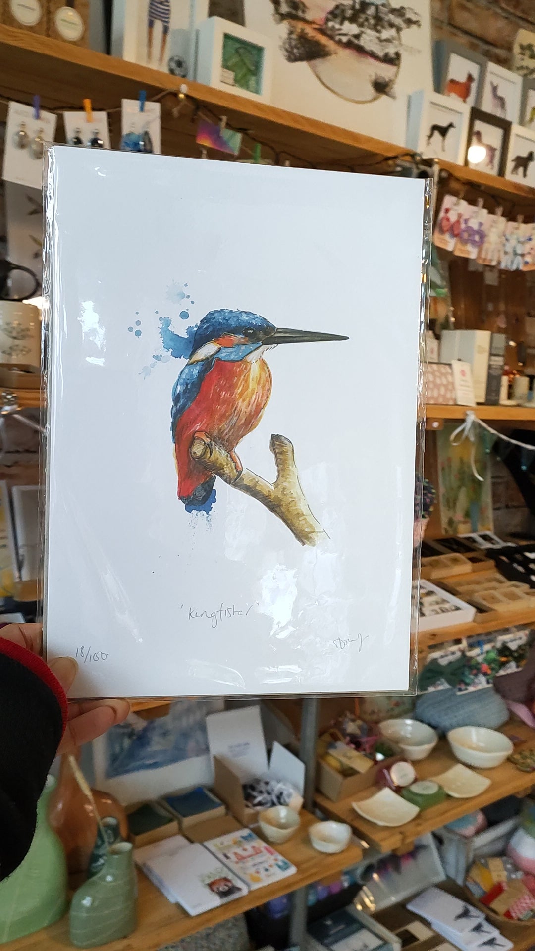 Kingfisher Print A4 Video